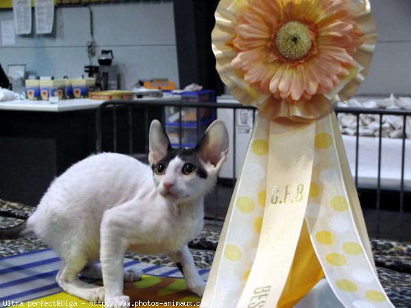 Photo de Cornish rex