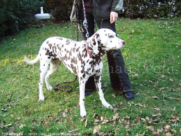 Photo de Dalmatien