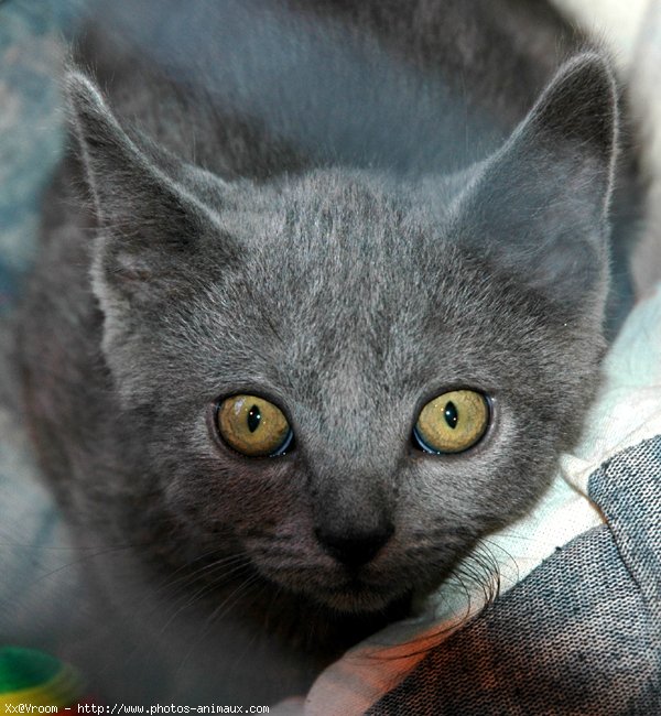 Photo de Chartreux