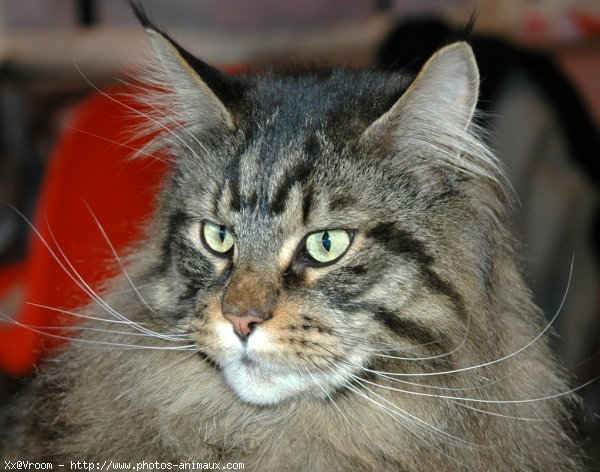 Photo de Maine coon