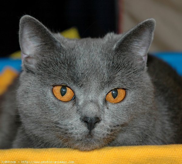 Photo de Chartreux