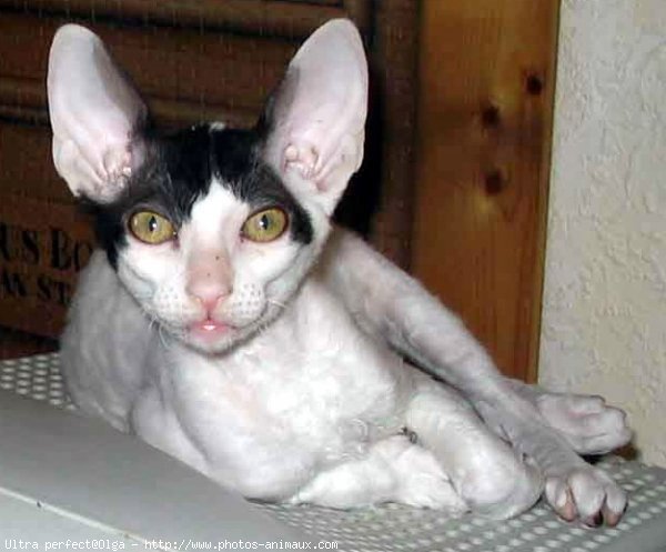 Photo de Cornish rex