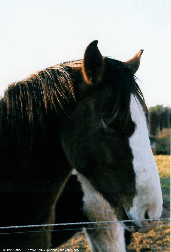 Photo d'Appaloosa