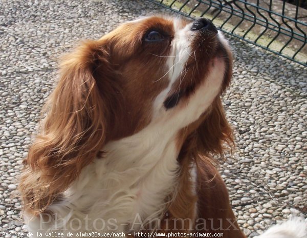 Photo de Cavalier king charles spaniel