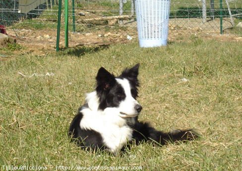 Photo de Border collie