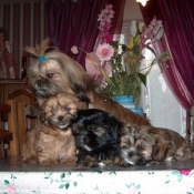 Photo de Lhassa apso