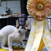 Photo de Cornish rex