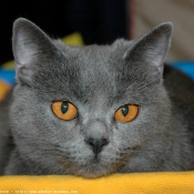 Photo de Chartreux