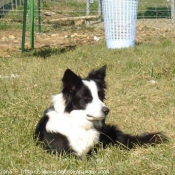 Photo de Border collie