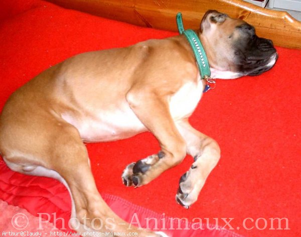 Photo de Boxer