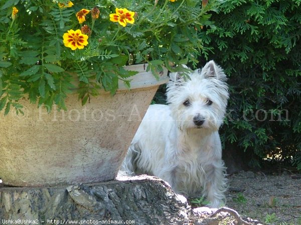 Photo de West highland white terrier