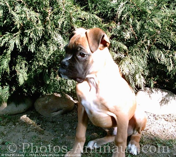 Photo de Boxer