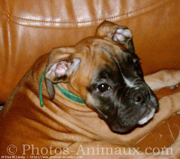 Photo de Boxer