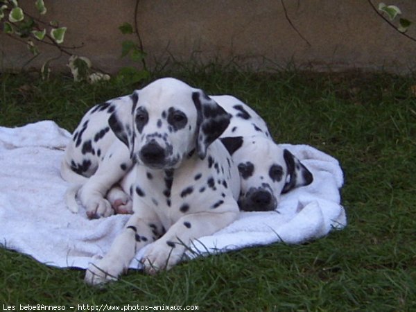 Photo de Dalmatien