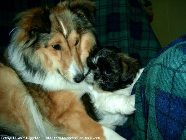 Photo de Races diffrentes