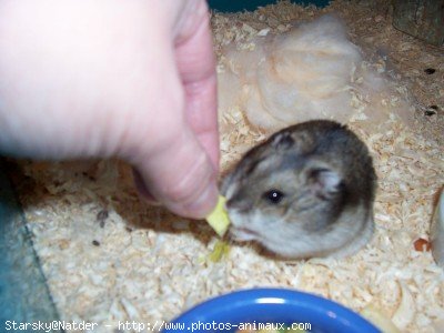 Photo de Hamster