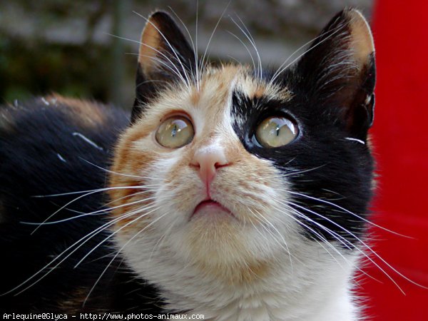 Photo de Chat domestique