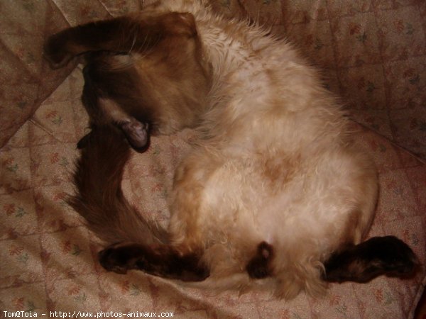 Photo de Sacr de birmanie