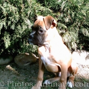 Photo de Boxer