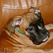 Photo de Boxer