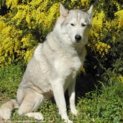 Photo de Husky siberien