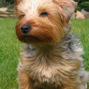 Photo de Yorkshire terrier