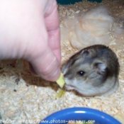 Photo de Hamster