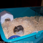 Photo de Hamster