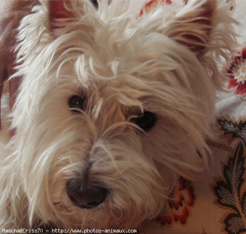 Photo de West highland white terrier