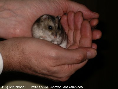 Photo de Hamster