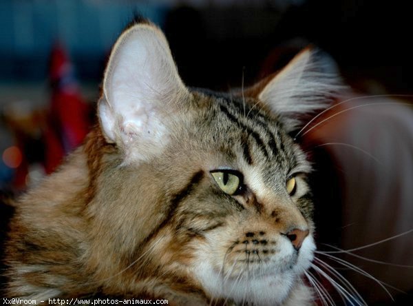 Photo de Maine coon