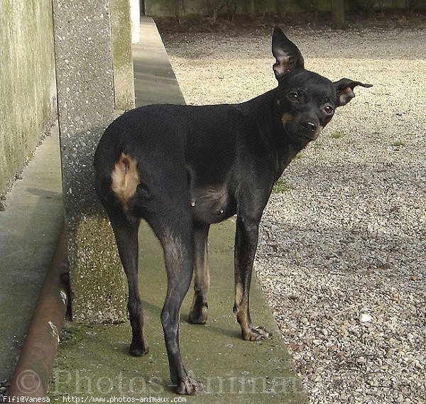 Photo de Pinscher nain