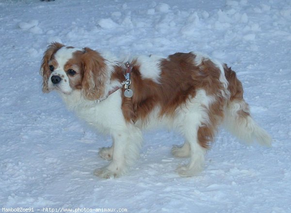 Photo de Cavalier king charles spaniel