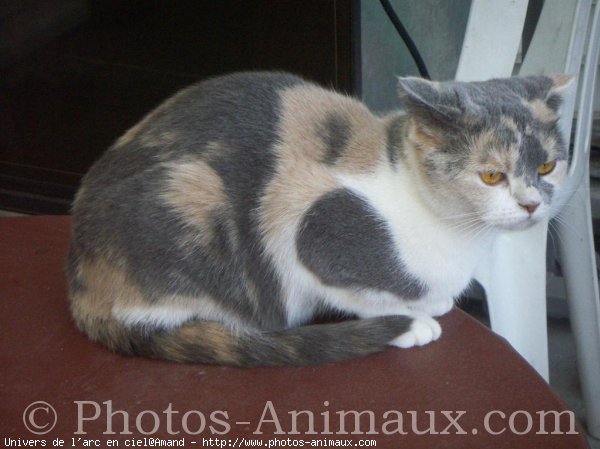 Photo de Scottish fold