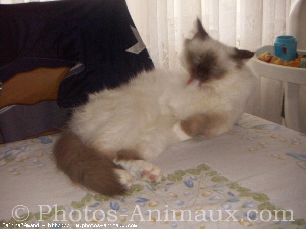 Photo de Sacr de birmanie