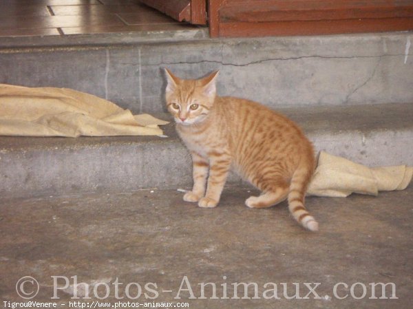 Photo de Chat domestique