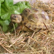 Photo de Tortue