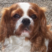 Photo de Cavalier king charles spaniel