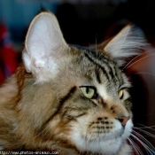 Photo de Maine coon