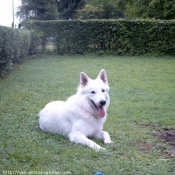 Photo de Berger blanc suisse