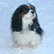 Photo de Cavalier king charles spaniel