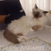 Photo de Sacr de birmanie