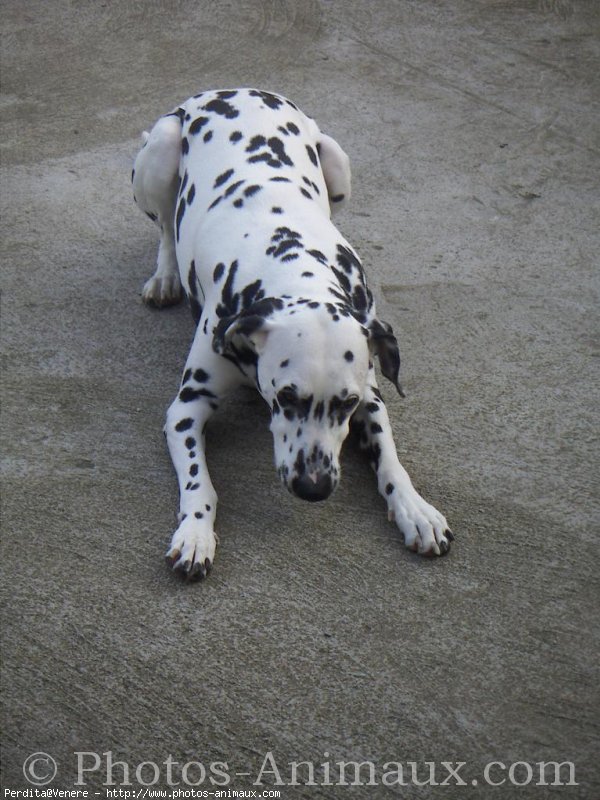 Photo de Dalmatien