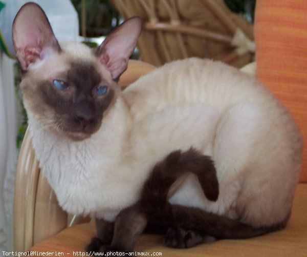 Photo de Cornish rex