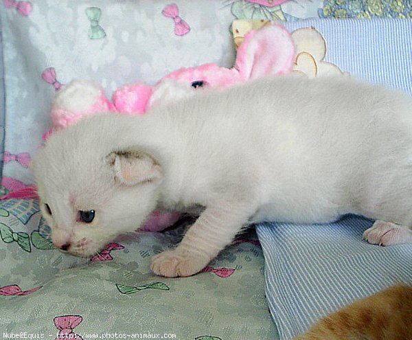 Photo de Chat domestique