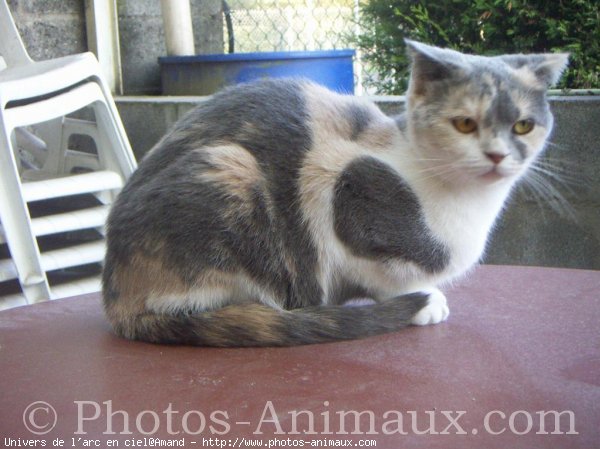 Photo de Scottish fold