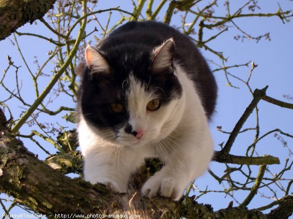 Photo de Chat domestique