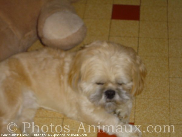 Photo de Lhassa apso