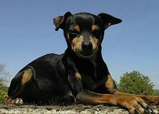 Photo de Pinscher nain