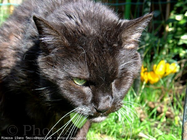 Photo de Chat domestique